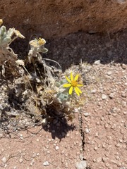 Trichocline caulescens