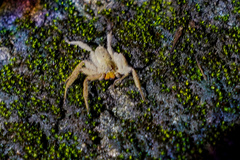 Heteropoda pingtungensis