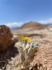 Trichocline caulescens