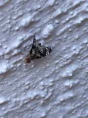 Austrotephritis fuscata