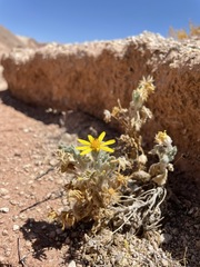 Trichocline caulescens