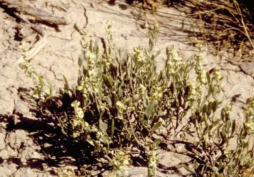 Plummer's Siltbush (Grayia plummeri)