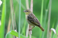 Golden-Backed Weaver photo 3