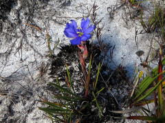 Aristea glauca