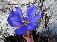 Aristea glauca