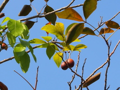 Crateva adansonii trifoliata