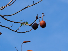 Crateva adansonii trifoliata