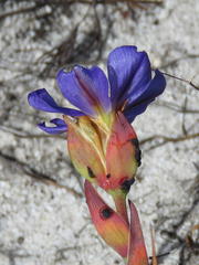 Aristea glauca