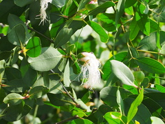 Sonneratia caseolaris