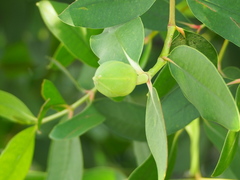 Sonneratia caseolaris