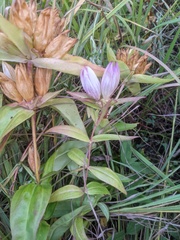 Gentiana × pallidocyanea