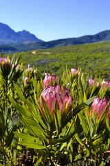 Protea burchellii