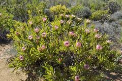 Protea burchellii
