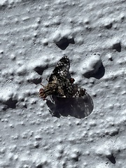 Austrotephritis fuscata