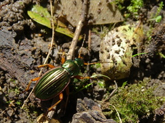 Carabus auratus