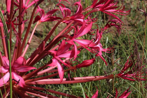 Brunsvigia radulosa