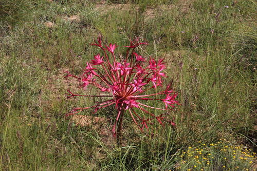 Brunsvigia radulosa