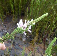 Erica perspicua perspicua