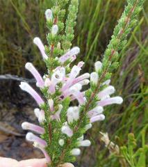 Erica perspicua perspicua