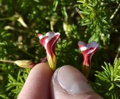 Oxalis tenuifolia