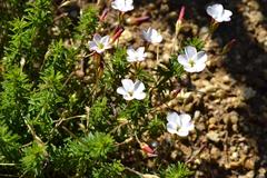 Oxalis tenuifolia