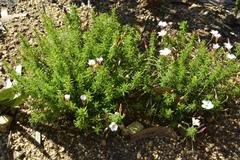 Oxalis tenuifolia