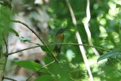 Cyornis glaucicomans