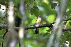 Cyornis glaucicomans