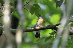 Cyornis glaucicomans
