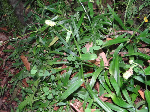 Image of Murdannia bracteata by (c) 呂一起(Lu i-chi), some rights reserved (CC BY)