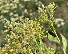 Lepidium chalepense