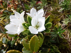 Veronica macrantha macrantha