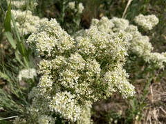 Lepidium chalepense