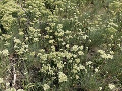 Lepidium chalepense