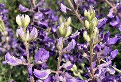 Lupinus sericeus sericeus