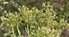 Lepidium chalepense