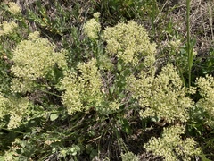 Lepidium chalepense