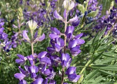 Lupinus sericeus sericeus