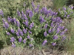 Lupinus sericeus sericeus