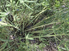 Lupinus sericeus sericeus