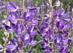 Lupinus sericeus sericeus