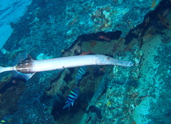 Chinese Trumpetfish photo 2