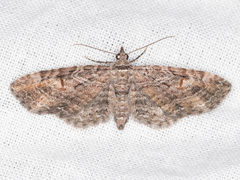 Eupithecia graefii