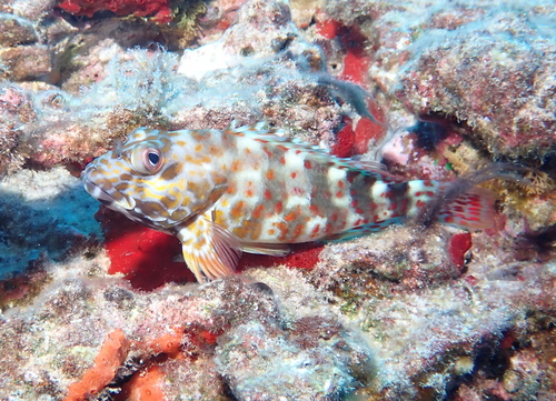 Stocky Hawkfish