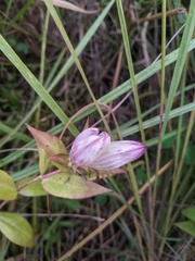 Gentiana × pallidocyanea