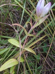Gentiana × pallidocyanea
