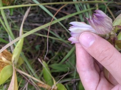 Gentiana × pallidocyanea