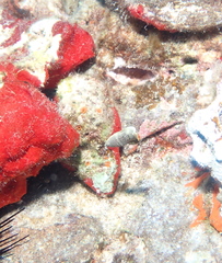 Anampses chrysocephalus