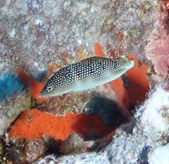 Anampses chrysocephalus