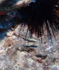 Anampses chrysocephalus